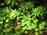 Forest Floor Greenery Forest Floor Greenery